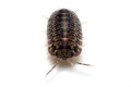 Cubaris sp. Platin Tung Song